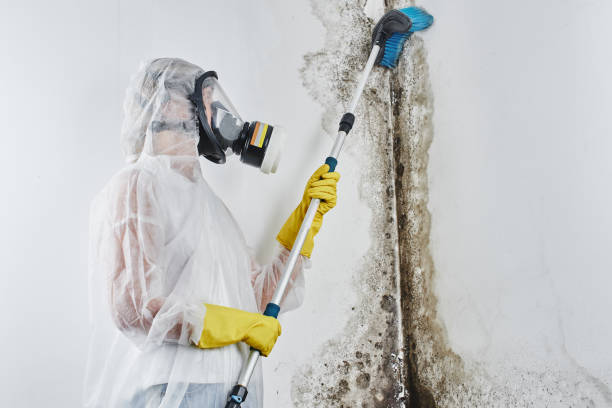 Best Mold Damage Repair  in Falls Creek, PA