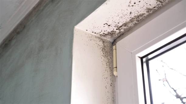 Best Mold Testing  in Falls Creek, PA