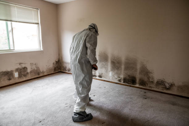 Trusted Falls Creek, PA Mold Removal Experts